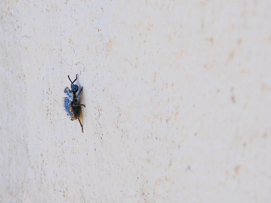 Blue beetle crawling on textured white wall surface