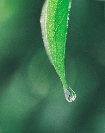 Macro shot of water droplet on green leaf tip