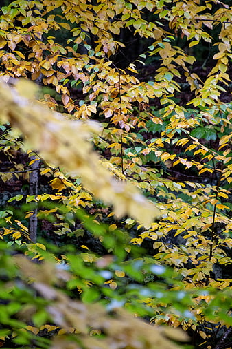Close-up of yellow autumn leaves in a forest