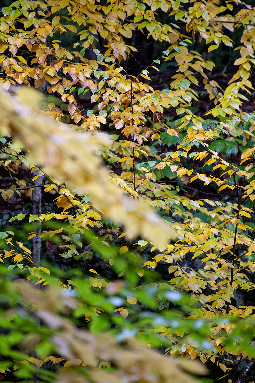 Close-up of yellow autumn leaves in a forest