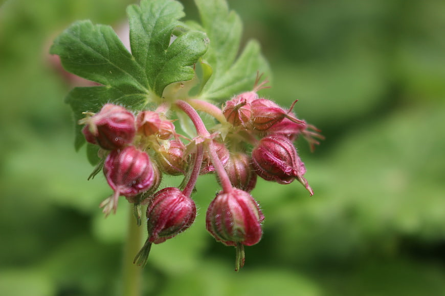 Close-up of pink geranium flower buds on green stem