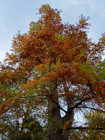 Low angle view of tall autumn tree with orange foliage