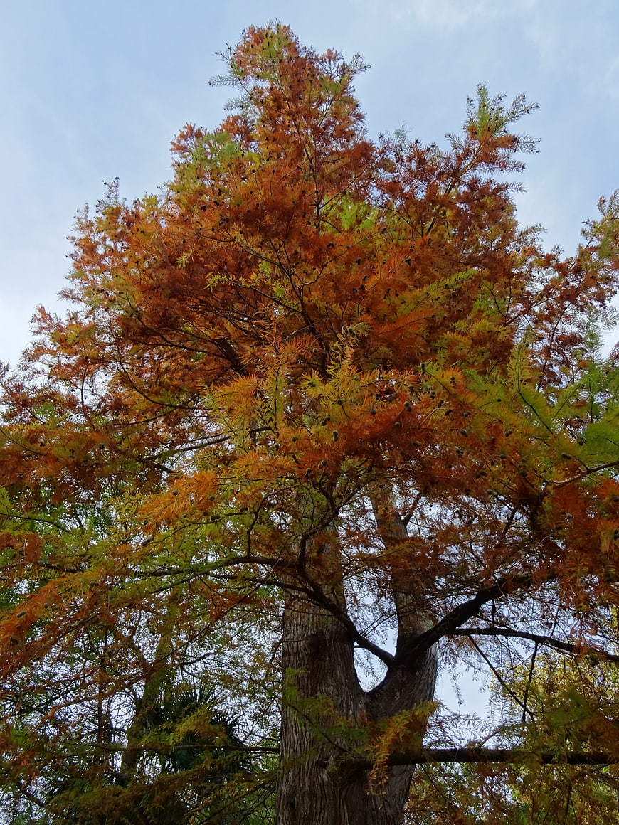 Low angle view of tall autumn tree with orange foliage