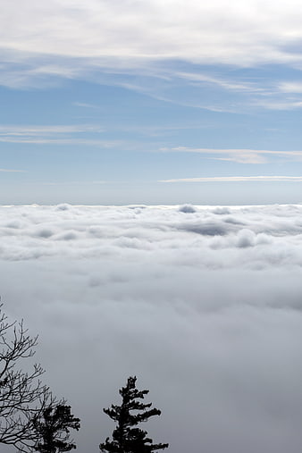 Silhouetted Trees Above Sea of Clouds in Mountain Landscape