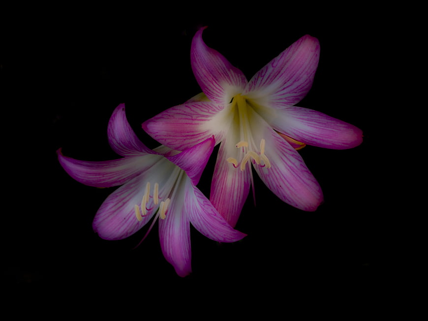 Pink and white striped lily flowers on black background