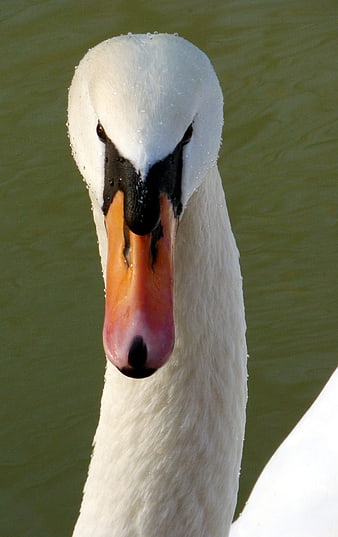 Close-up portrait of a white swan head with orange beak