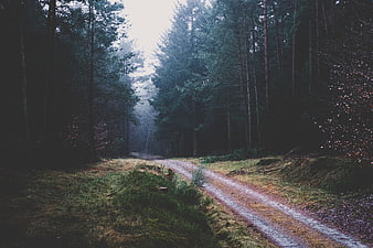 Misty forest path with tall pine trees in autumn