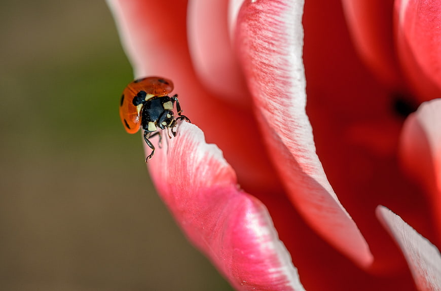 Close-up of a ladybug on a red tulip petal