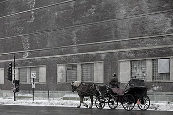 Horse-drawn carriage on snowy urban street