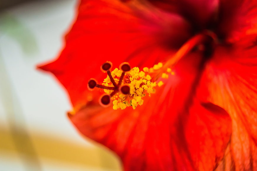 Close-up of Vibrant Red Hibiscus Flower with Yellow Stamen