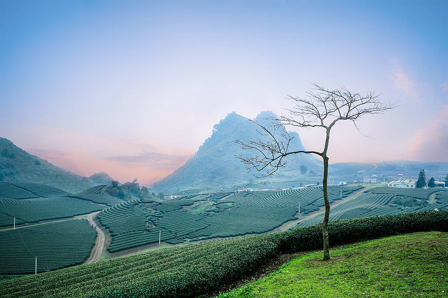 Serene Tea Plantation Hills with Solitary Tree at Dawn