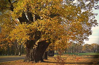 Majestic Old Oak Tree With Golden Autumn Leaves In Park Landscape