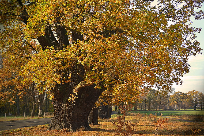Majestic Old Oak Tree With Golden Autumn Leaves In Park Landscape