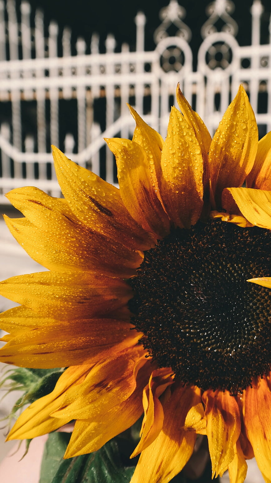 Close-up of yellow sunflower with water droplets