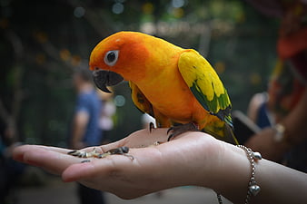 Sun Conure Parrot Eating Seeds from Human Hand