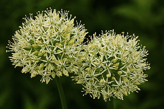 Close-up of white allium flower heads on green background