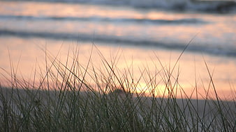 Beach grass silhouettes against a soft sunset ocean background