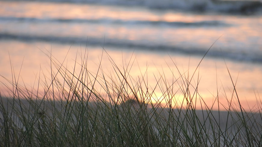 Beach grass silhouettes against a soft sunset ocean background