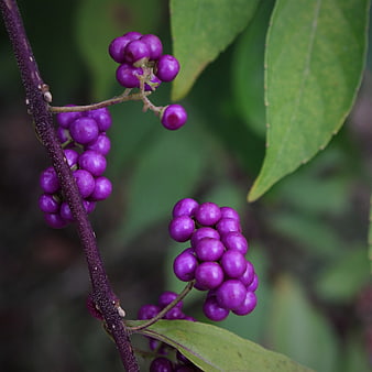 Close-up of purple berries on a branch with green leaves