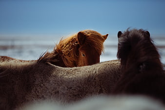 Icelandic Horses in Snowy Winter Landscape