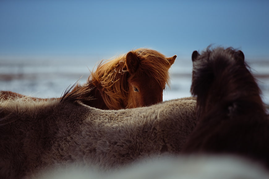 Icelandic Horses in Snowy Winter Landscape