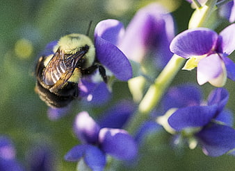 Close-up of bumblebee pollinating purple lupine flower
