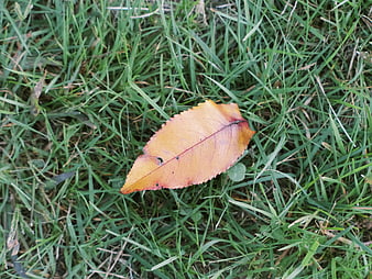 Single Orange Autumn Leaf on Green Grass