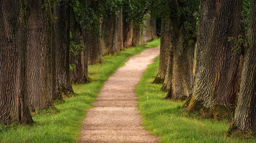 Scenic gravel path through rows of large trees in a forest