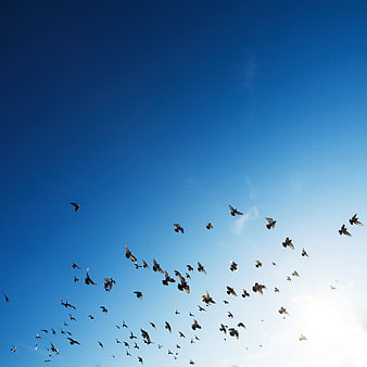 Flock of Birds Flying Against Blue Sky