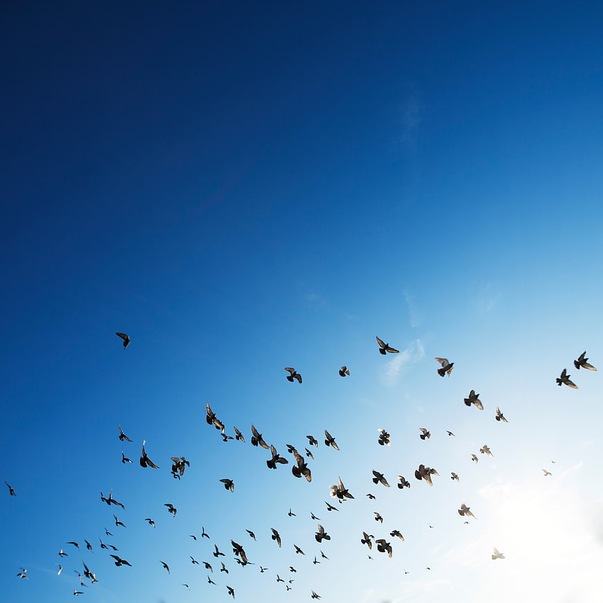Flock of Birds Flying Against Blue Sky