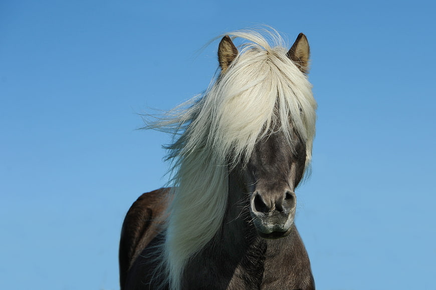 Portrait of Icelandic Horse with White Mane Against Blue Sky
