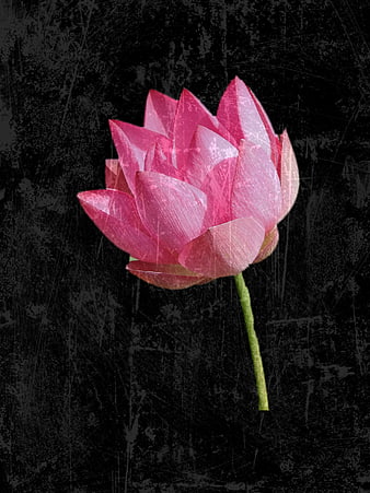 Pink Lotus Flower on Dark Grunge Background