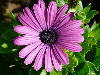 Close-up of vibrant purple osteospermum flower with green leaves