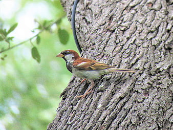 Male House Sparrow Perched on Rough Tree Bark
