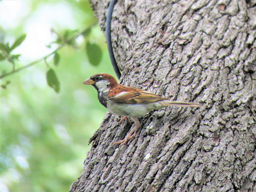 Male House Sparrow Perched on Rough Tree Bark