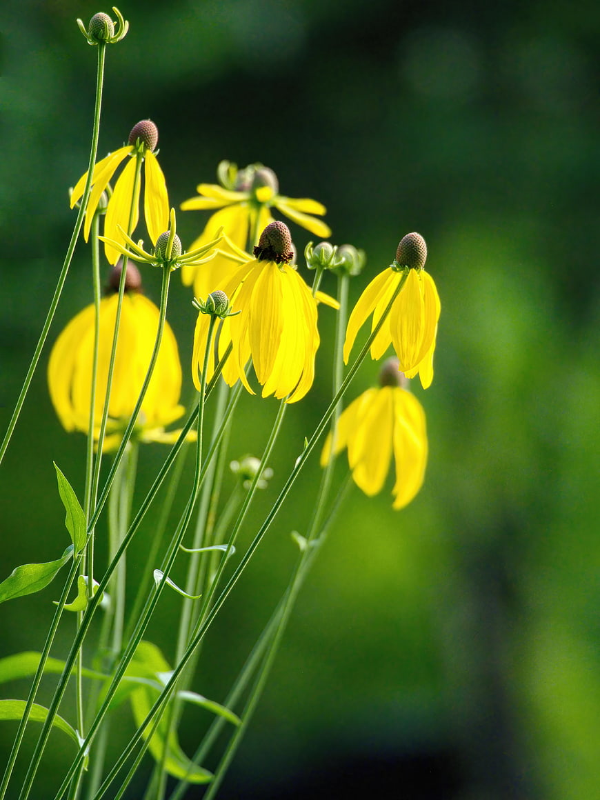 Yellow Coneflowers in a Green Garden