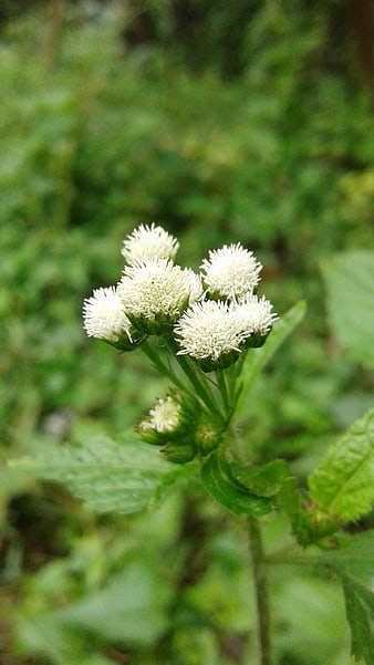 Close-up of white button snakeroot flowers in green nature