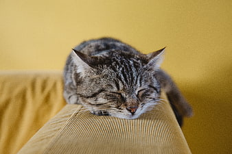 Sleeping Tabby Cat on Yellow Sofa