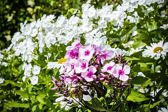 Pink Phlox and White Daisies in a Sunny Garden