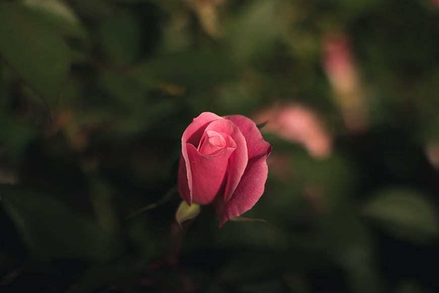 Close-up of a pink rose bud against a blurred green background