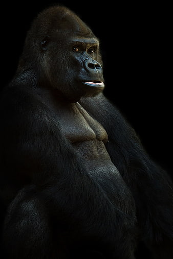 Dramatic Portrait of a Silverback Gorilla in Dark Studio Lighting