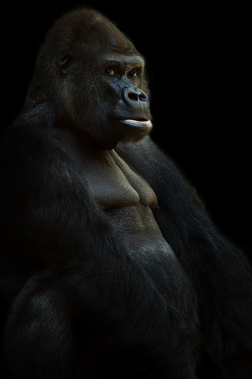 Dramatic Portrait of a Silverback Gorilla in Dark Studio Lighting