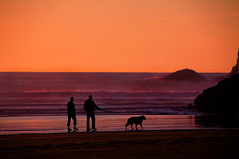 Silhouette of Couple Walking Dog on Beach at Sunset