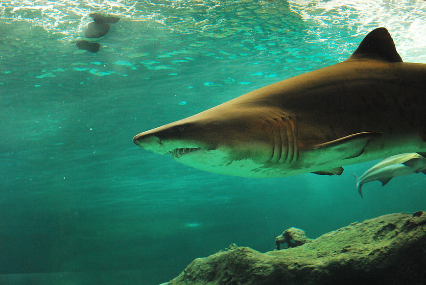 Underwater view of a large shark swimming near rocks