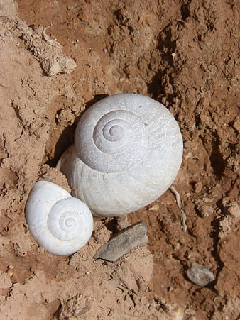 White Snail Shells on Red Earth