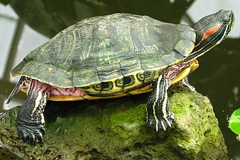 Red-eared slider turtle resting on a mossy rock