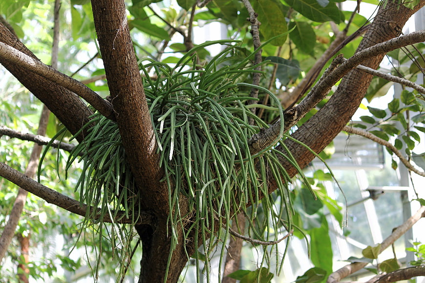 Epiphytic plant growing on tree branch in greenhouse