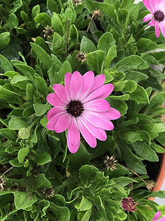 Vibrant pink daisy flower blooming in lush green foliage