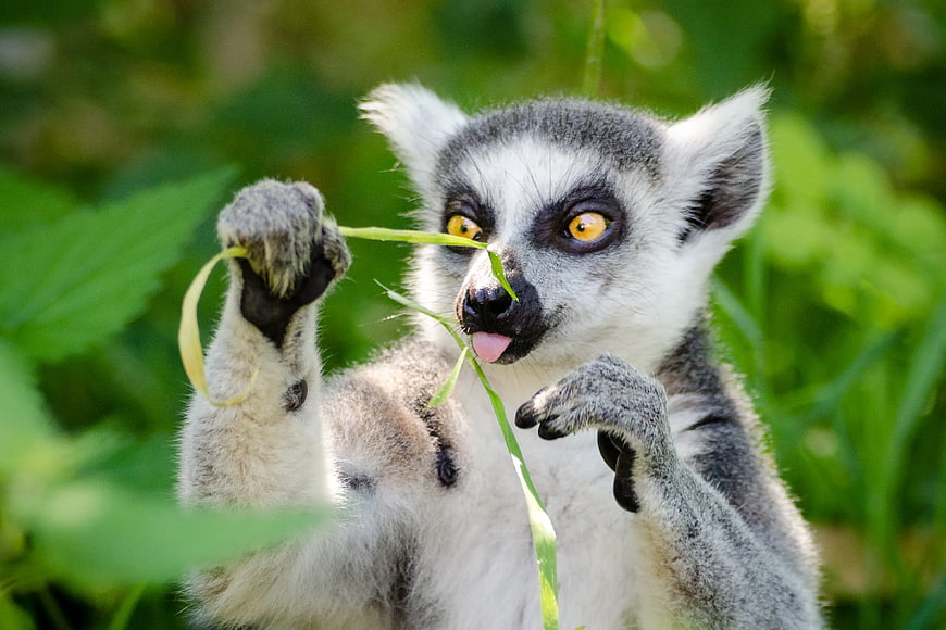 Cute Ring-tailed Lemur Eating Grass in Green Nature