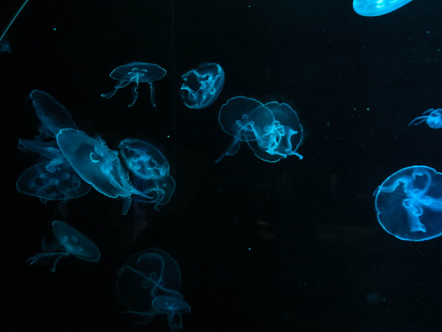 Glowing Blue Jellyfish Swimming in Dark Water